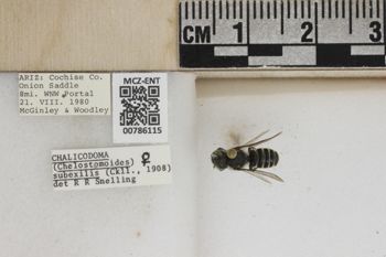 Media type: image;   Entomology 786115 Aspect: Labels